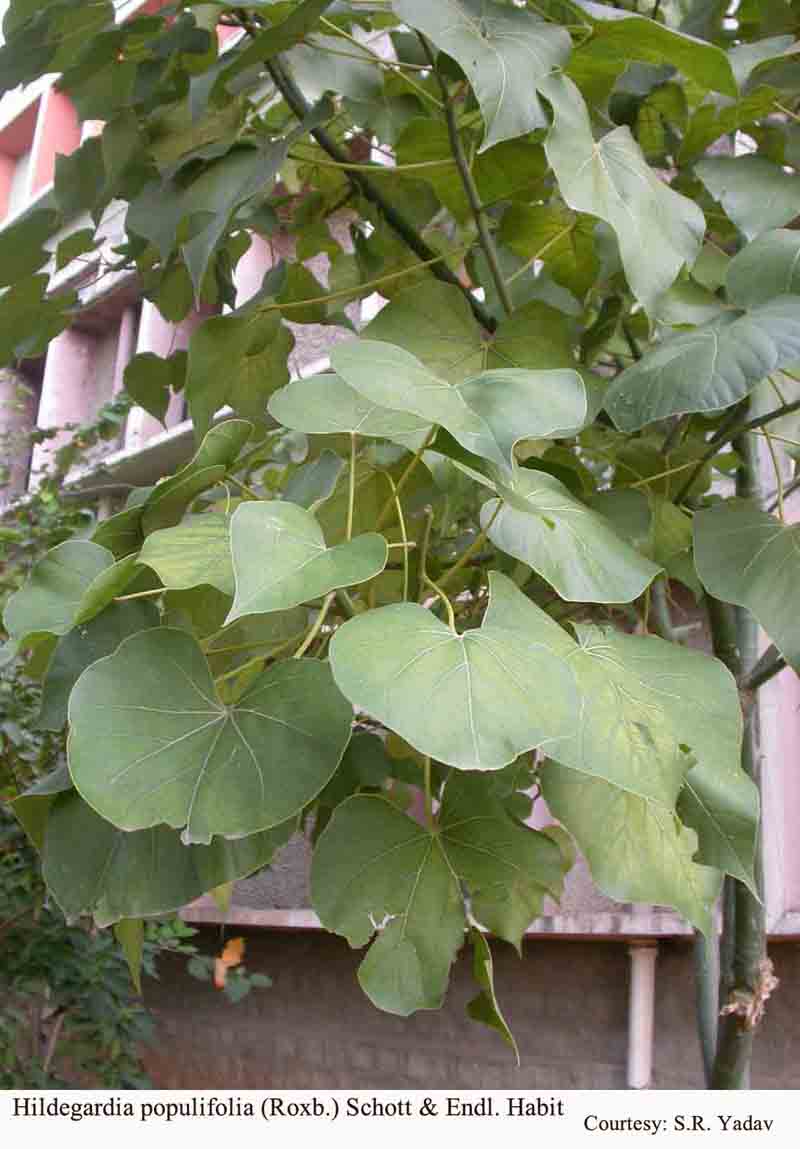 Hildegardia populifolia (Roxb.) Schott & Endl. Habit